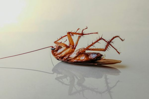 শ্রেণী