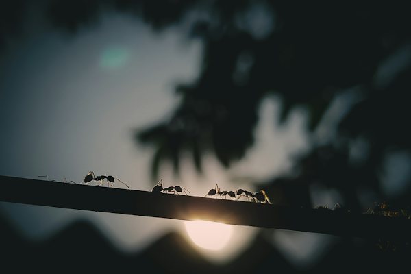 শিশু চিত্র