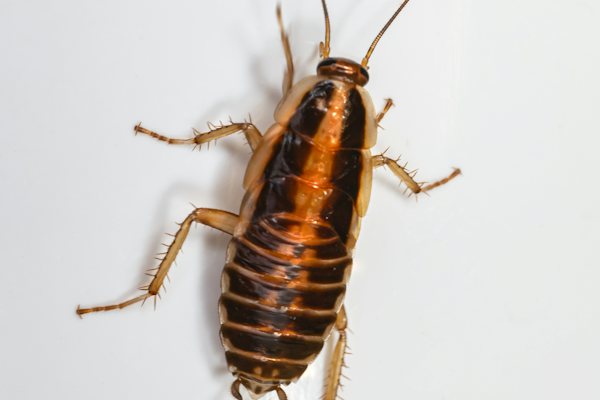 শিশু চিত্র