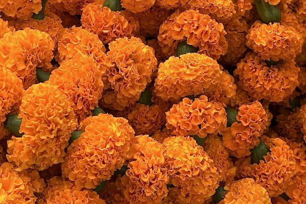শিশু চিত্র